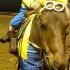 Woodstock Cuba Saddle Club Halloween Trick or Trot